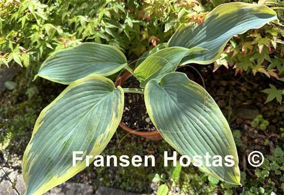 Hosta Oyster Bar